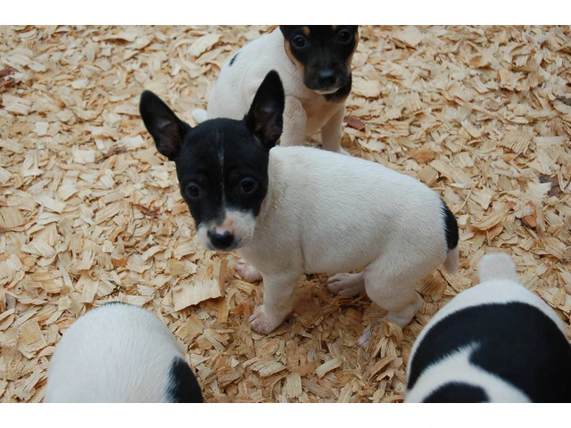 Full-blooded Rat Terrier puppies - 4/8