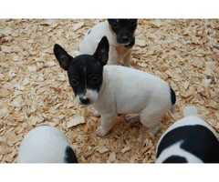 Full-blooded Rat Terrier puppies - 4