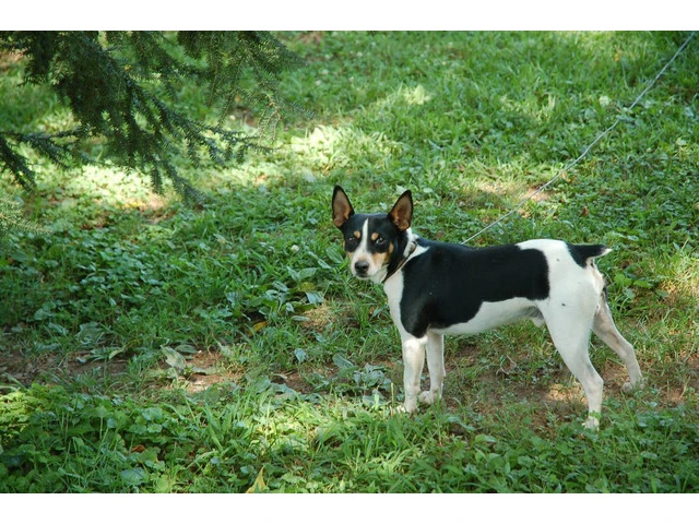 Full-blooded Rat Terrier puppies - 8/8