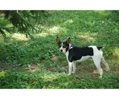 Full-blooded Rat Terrier puppies - 8