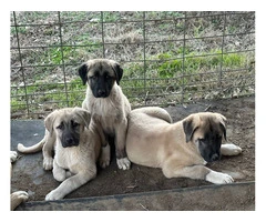 3 AkC registered Anatolian puppies