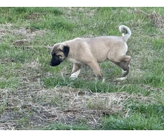 3 AkC registered Anatolian puppies - 3