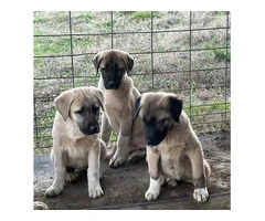 3 AkC registered Anatolian puppies - 5