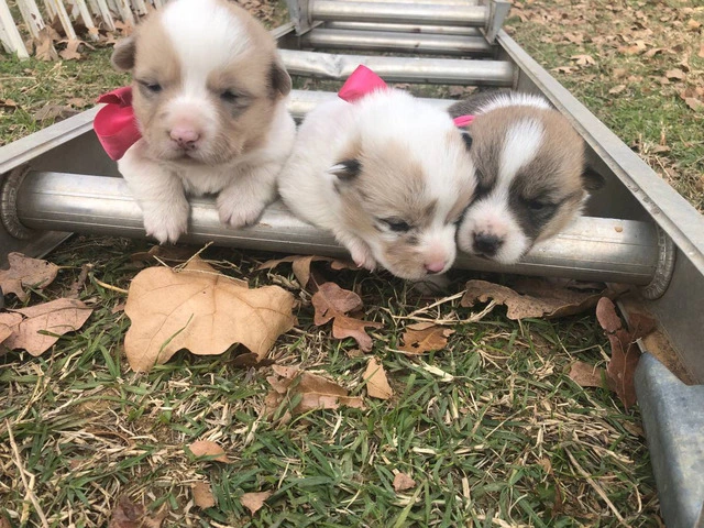 5 Corgi puppies ready for adoption - 1/17