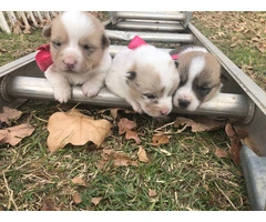 5 Corgi puppies ready for adoption