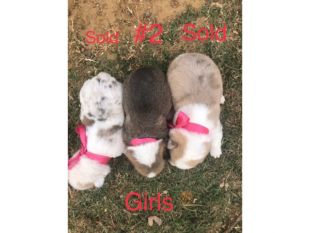 5 Corgi puppies ready for adoption - 2/17