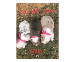 5 Corgi puppies ready for adoption - 2