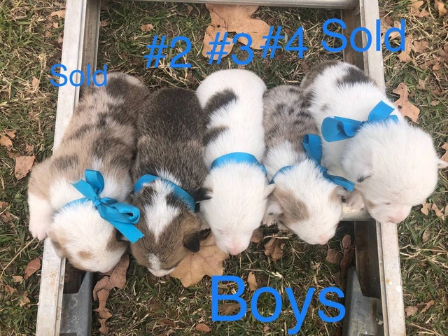 5 Corgi puppies ready for adoption - 3/17