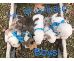 5 Corgi puppies ready for adoption - 3