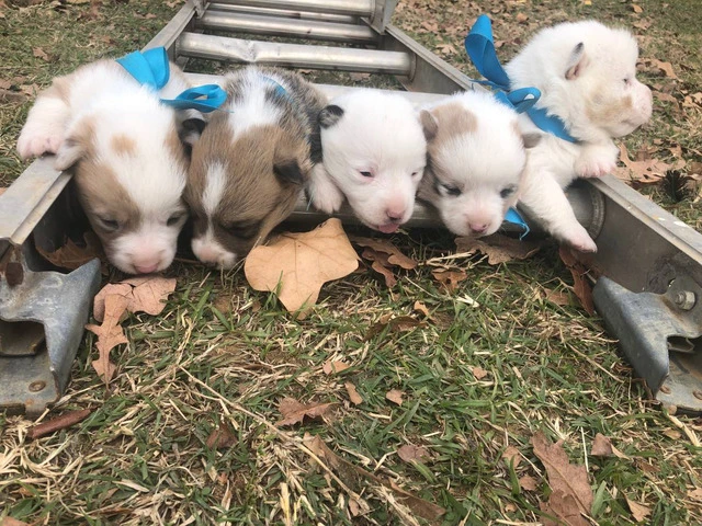 5 Corgi puppies ready for adoption - 4/17