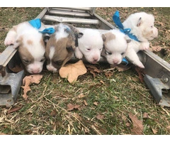 5 Corgi puppies ready for adoption - 4