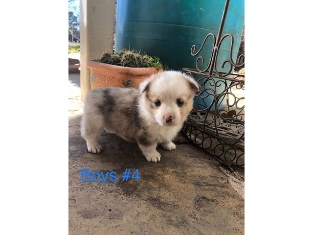 5 Corgi puppies ready for adoption - 9/17