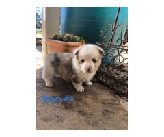 5 Corgi puppies ready for adoption - 9