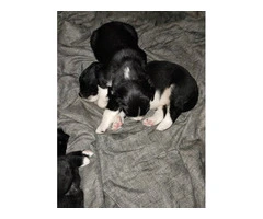 Bernefie Puppies for sale - 8