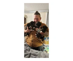 4 Amstaff puppies available