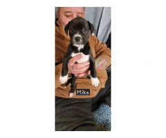 4 Amstaff puppies available - 3