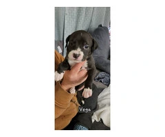 4 Amstaff puppies available - 4