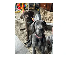 2 female Great Dane puppies left - 6