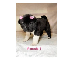 3 Male and 5 Female Akita puppies