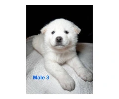 3 Male and 5 Female Akita puppies - 2