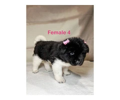 3 Male and 5 Female Akita puppies - 3