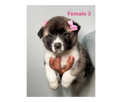 3 Male and 5 Female Akita puppies - 4