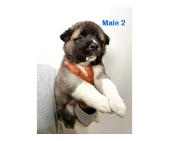 3 Male and 5 Female Akita puppies - 5