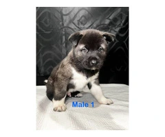 3 Male and 5 Female Akita puppies - 6