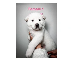 3 Male and 5 Female Akita puppies - 7