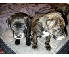 High quality Pit bull puppies - 2