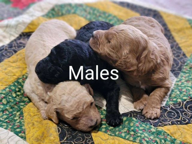 F1b Goldendoodle puppies for sale - 1/4