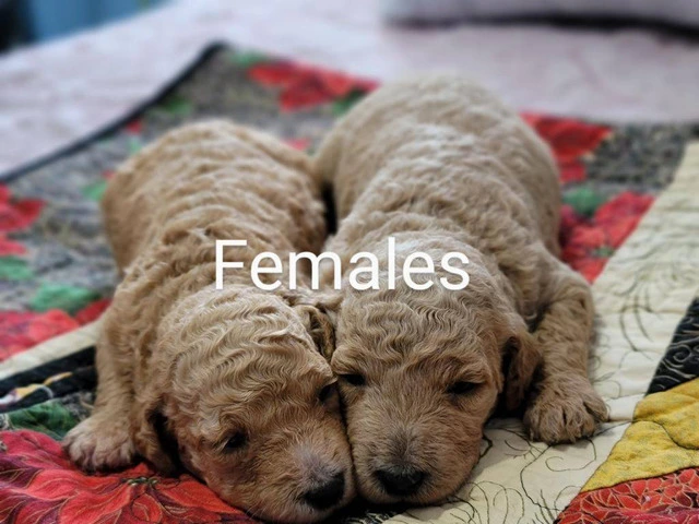 F1b Goldendoodle puppies for sale - 2/4