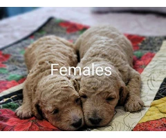 F1b Goldendoodle puppies for sale - 2