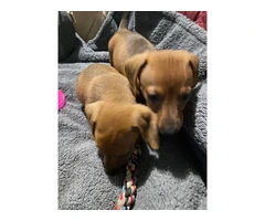 2 boy Dachshund puppies - 2