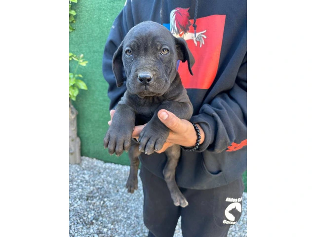 Beautiful and healthy Cane Corso puppies - 2/7