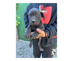 Beautiful and healthy Cane Corso puppies - 2