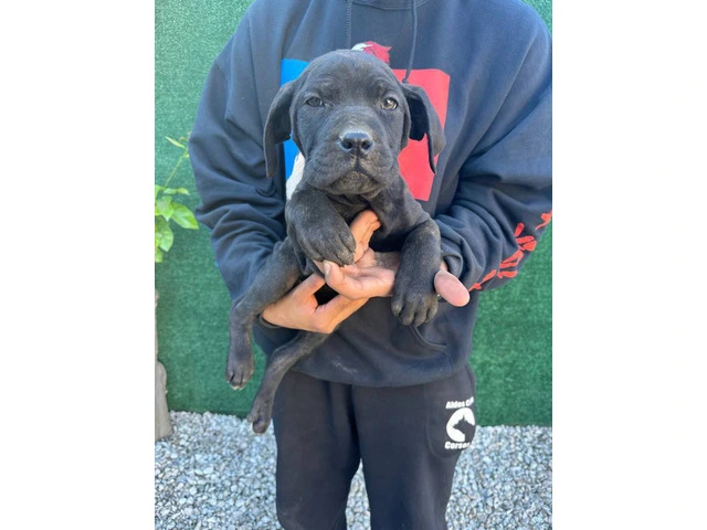 Beautiful and healthy Cane Corso puppies - 3/7