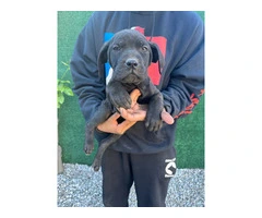 Beautiful and healthy Cane Corso puppies - 3