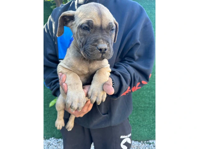 Beautiful and healthy Cane Corso puppies - 5/7