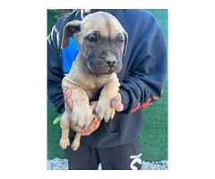 Beautiful and healthy Cane Corso puppies - 5