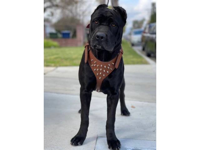 Beautiful and healthy Cane Corso puppies - 6/7