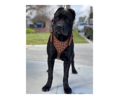 Beautiful and healthy Cane Corso puppies - 6