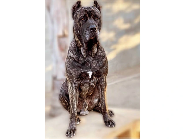 Beautiful and healthy Cane Corso puppies - 7/7