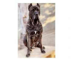 Beautiful and healthy Cane Corso puppies - 7