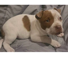 5 Pit bull puppies for sale - 2