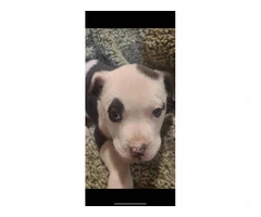 5 Pit bull puppies for sale - 3