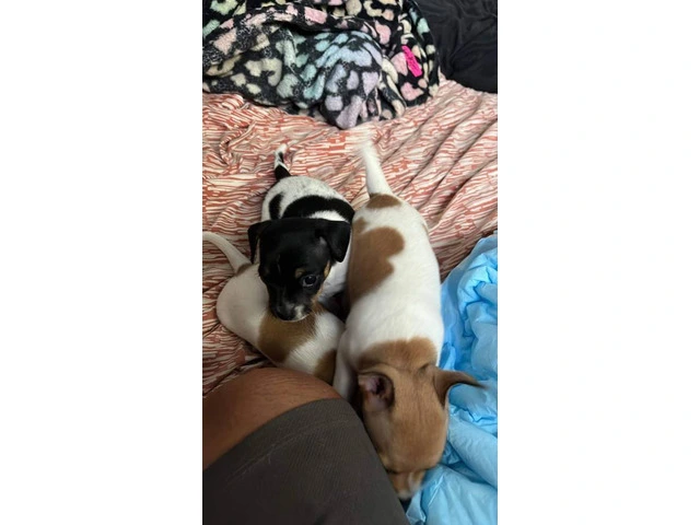 3 Apple head Chihuahua puppies for sale - 1/4