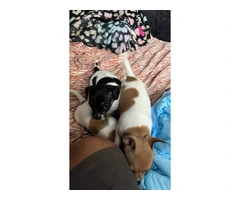 3 Apple head Chihuahua puppies for sale