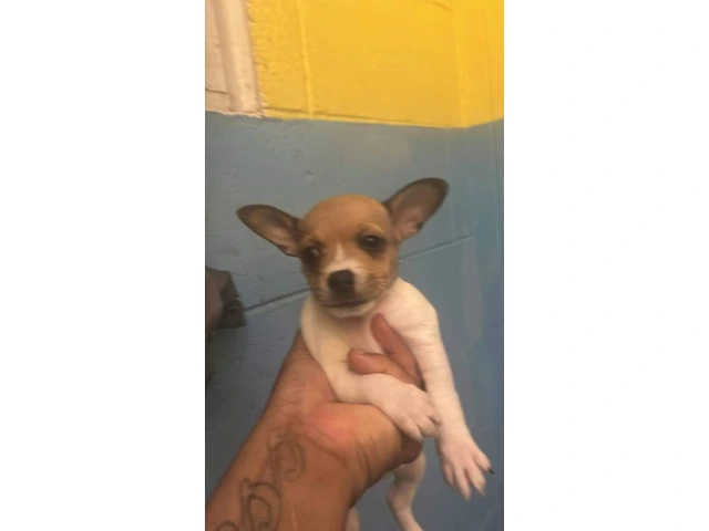 3 Apple head Chihuahua puppies for sale - 3/4