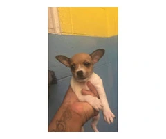 3 Apple head Chihuahua puppies for sale - 3